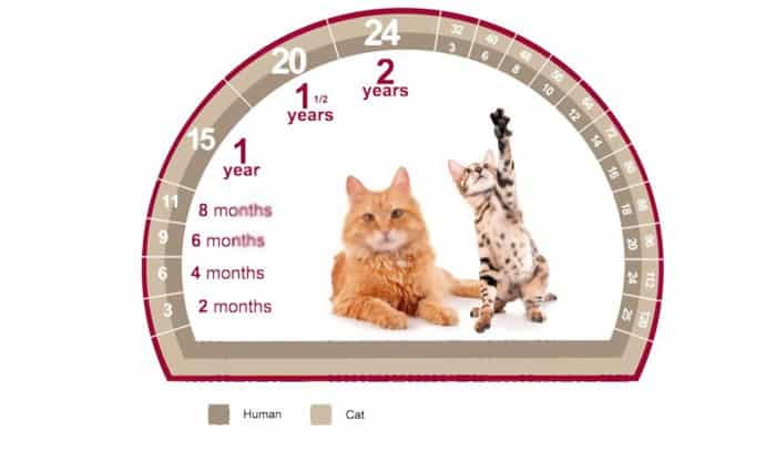 average-cat-lifespan