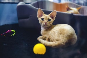 cat-lifespan-in-captivity