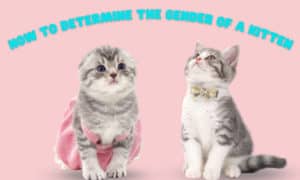 how to determine the gender of a kitten