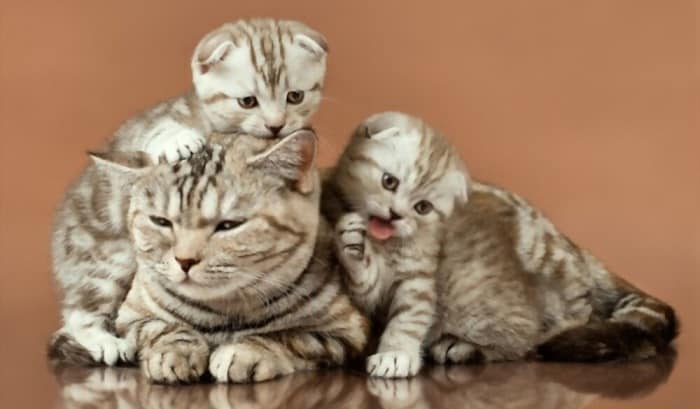 kittens-stop-growing