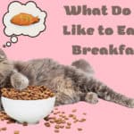what do cats like to eat for breakfast
