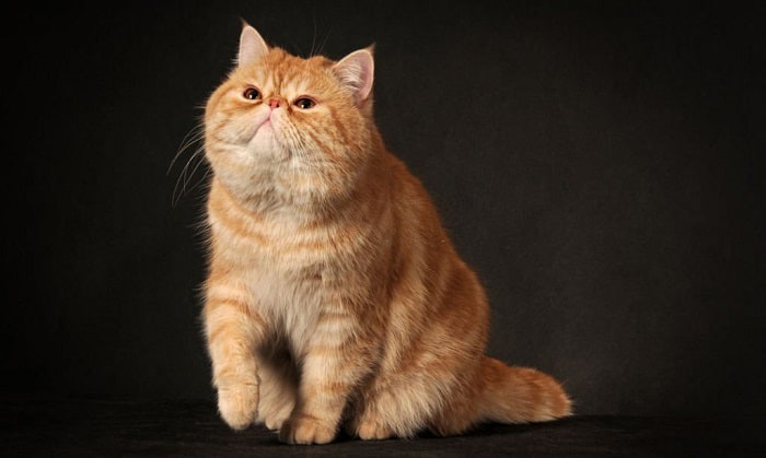 breed-of-cat-is-garfield