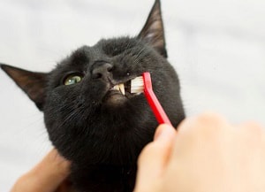 brush-a-cats-teeth