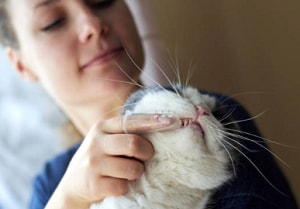 brushing-cats-teeth
