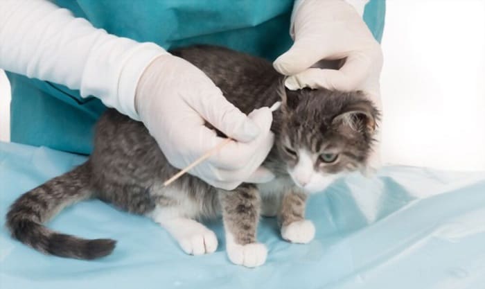 can-humans-get-ear-mites-from-cats