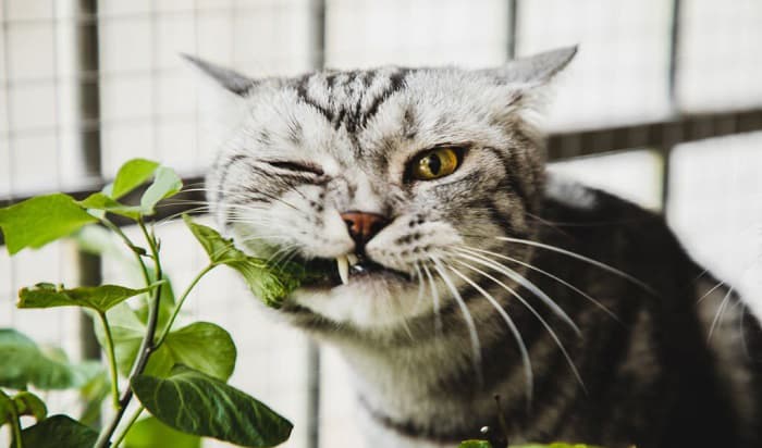 cat-deterrent-spray-for-plants