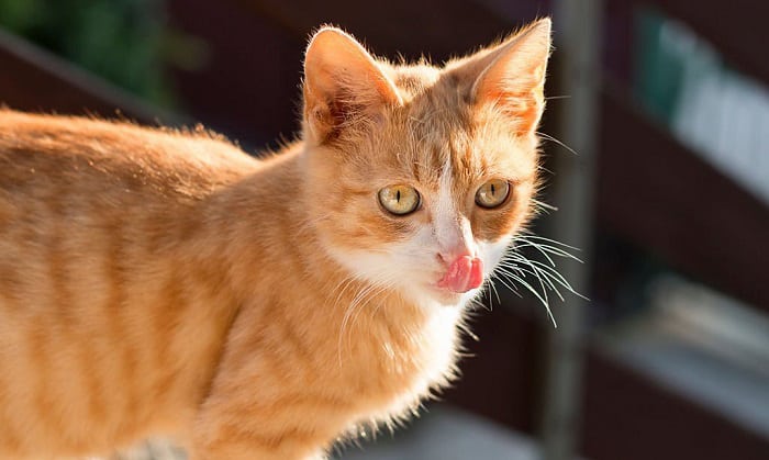 cat-sticking-tongue-out