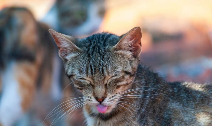 cats-leave-their-tongues-out
