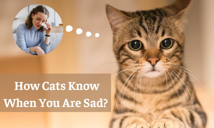 do cats know when you are sad