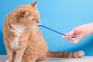 do-i-need-to-brush-my-cat's-teeth