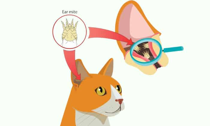 early-stage-cat-ear-mites