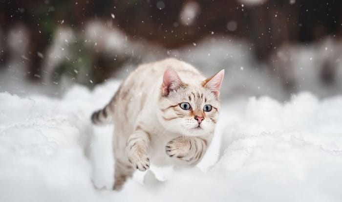 how cold is too cold for cats