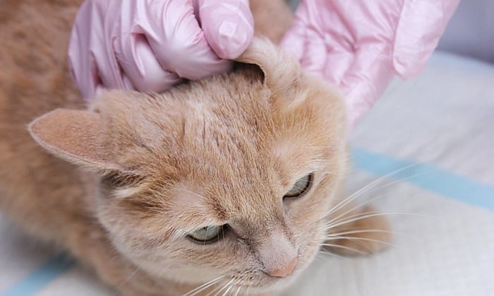 how do cats get ear mites