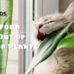 how to keep cats out of indoor plants