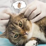how to tell if your cat has ear mites