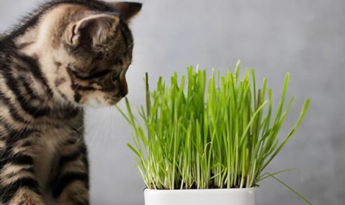 keep-cats-out-of-plants