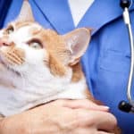 kidney failure in cats when to euthanize