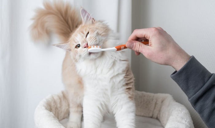 should i brush my cat's teeth