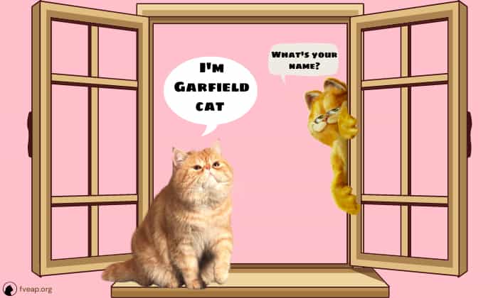 what kind of cat is garfield