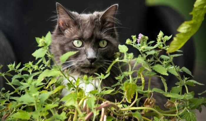 why do cats love catnip