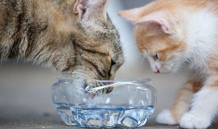 cat-drinking-a-lot-of-water