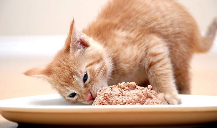 diet-for-hyperthyroidism-in-cats