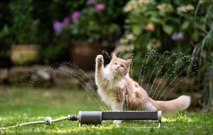 get-rid-of-cats-in-your-yard