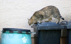 get-rid-of-feral-cats-humanely