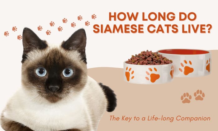 how long do siamese cats live