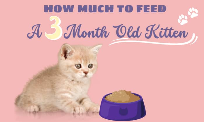 how much to feeds a 3 month old kitten