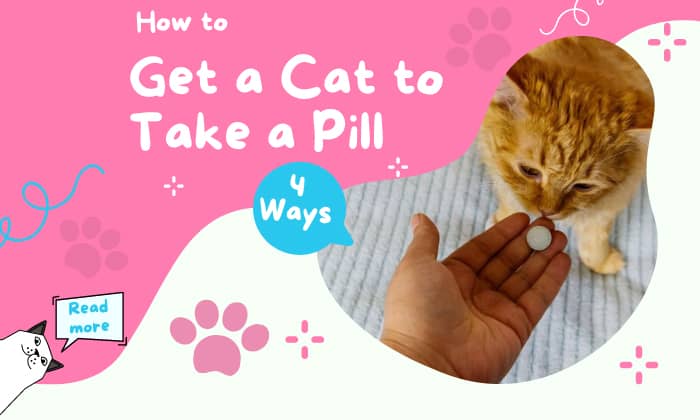 how to get a cat to take a pill
