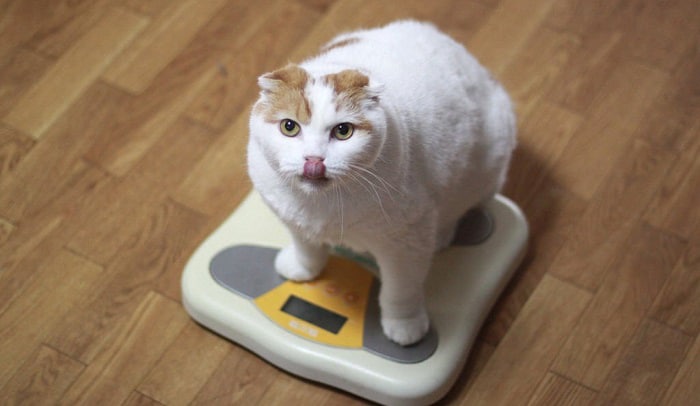 hyperthyroid-diet-for-cats
