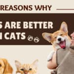 reasons why dogs are better than cats