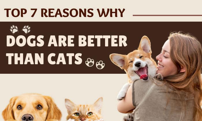 reasons why dogs are better than cats