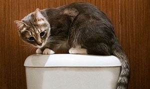 stop-a-cat-from-peeing-on-thing