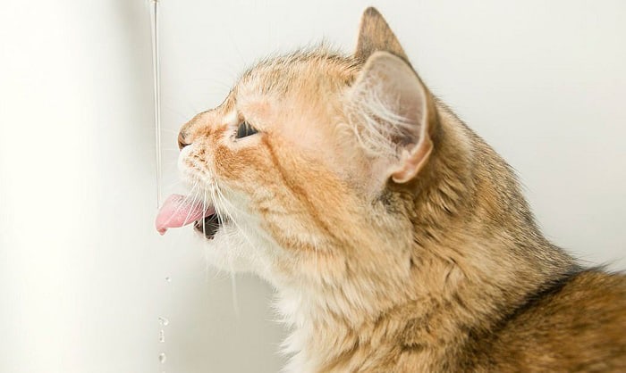 thirsty-cat