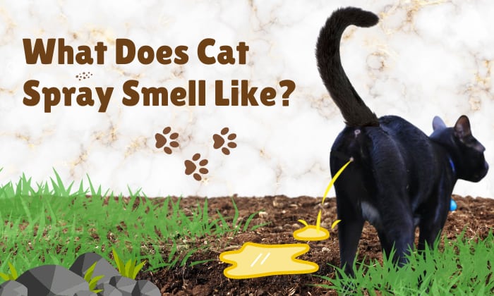 what does cat spray smell like