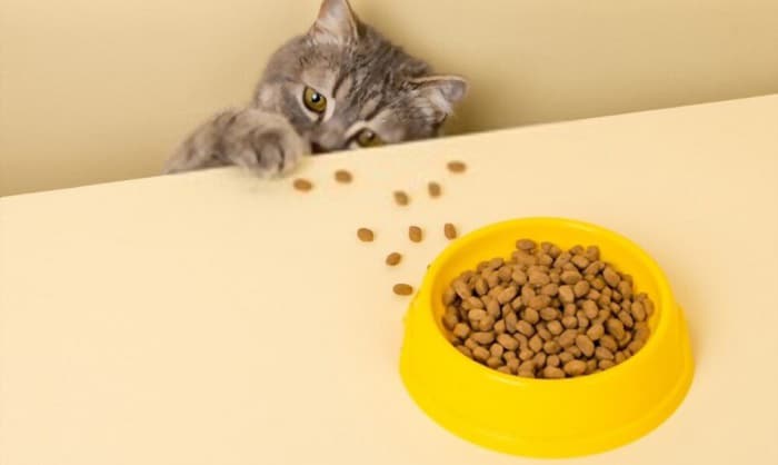 what to feed a cat with hyperthyroidism