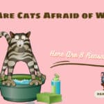 why are cats afraid of water