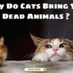 why do cats bring you dead animals