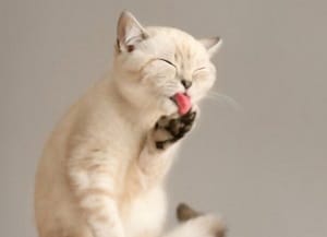 cats-tongues-feel-like-sandpaper
