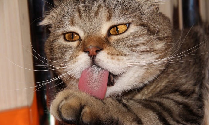 cats-tongues-rough
