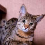 how much does a savannah cat cost