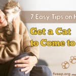 how to get a cat to come to you
