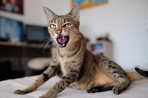 purebred-savannah-cat
