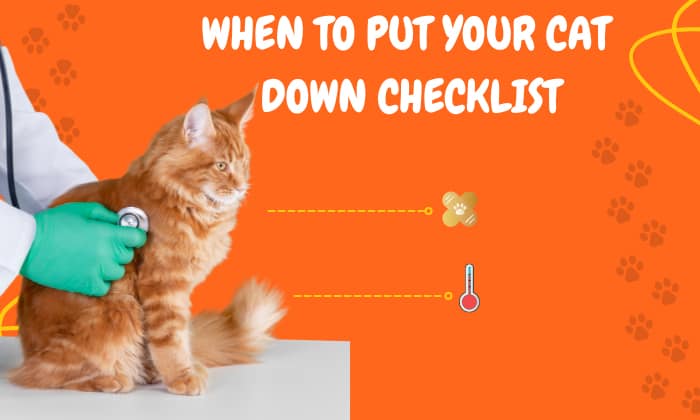 when to put your cat down checklist