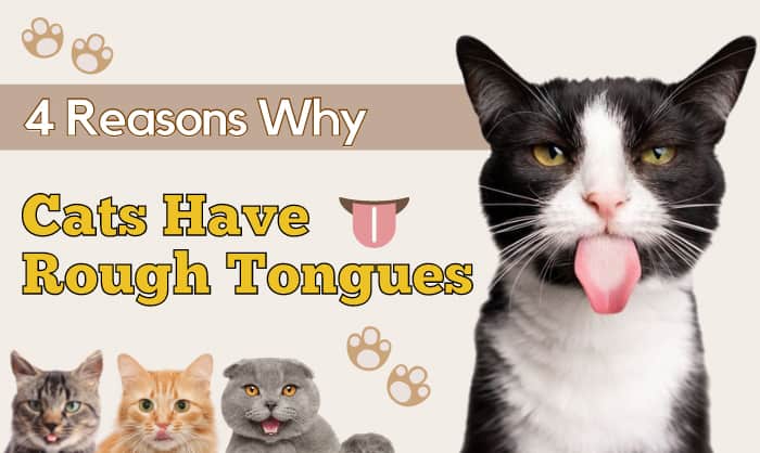 why do cats have rough tongues