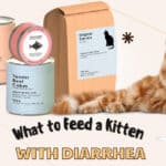what to feed a kitten with diarrhea