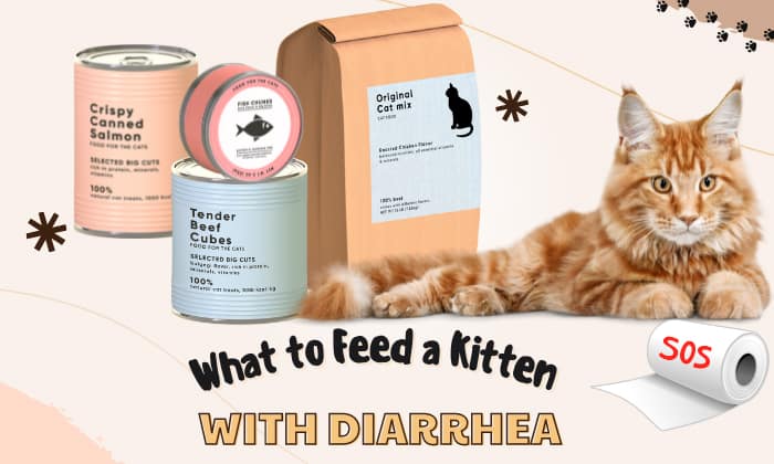 what to feed a kitten with diarrhea