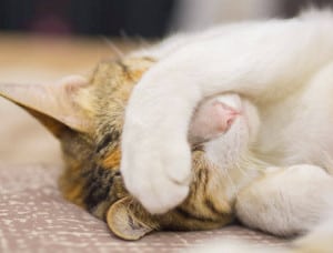 cats-sleeping-on-their-face